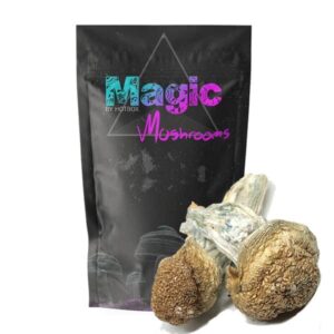 Buy Blue meanies Mushroom