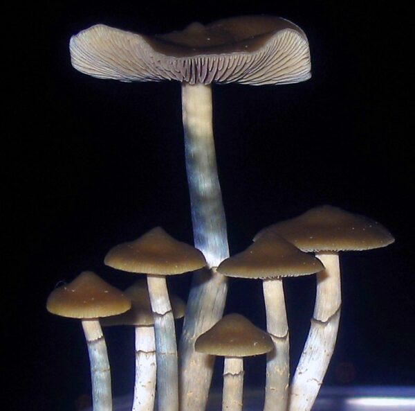 Buy Blue meanies Mushroom Buy Blue meanies Mushroom